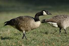 Canada Goose