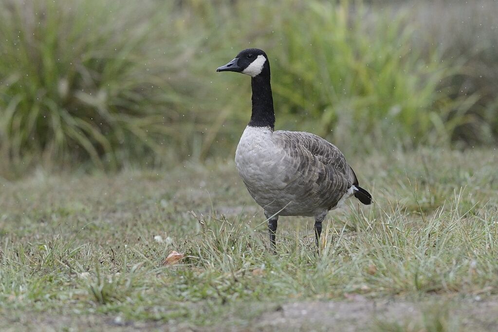 Canada Gooseadult, identification