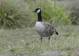 Canada Goose