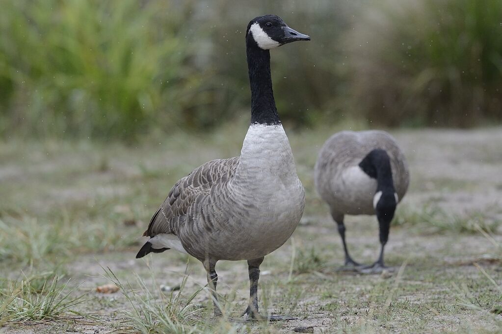 Canada Gooseadult, identification