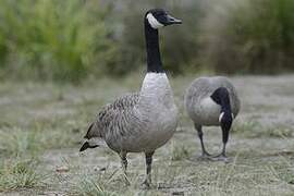 Canada Goose