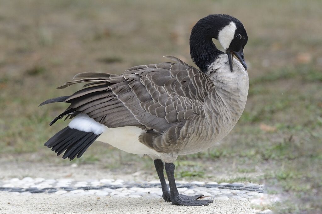 Canada Gooseadult, care