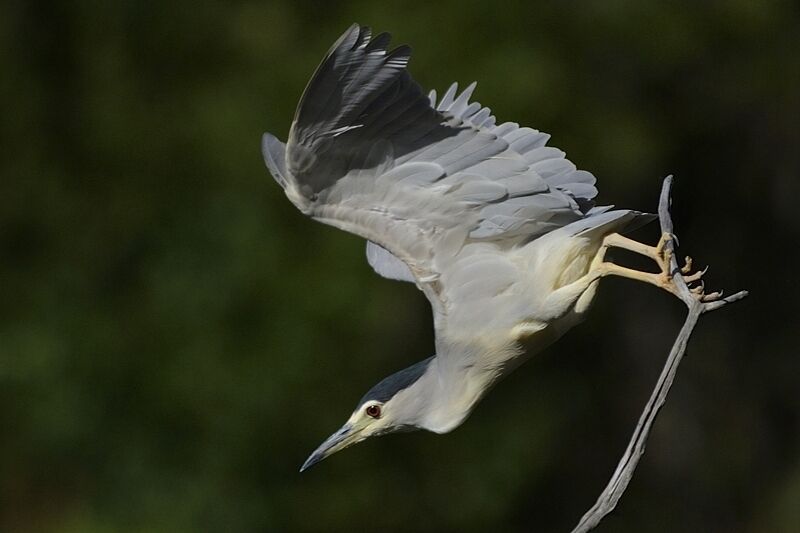 Black-crowned Night Heronadult breeding