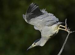 Black-crowned Night Heron