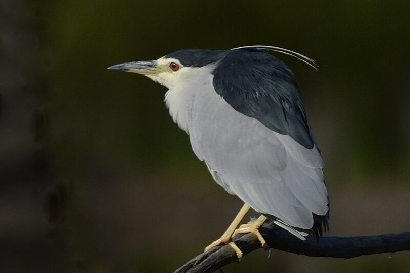 Black-crowned Night Heronadult breeding