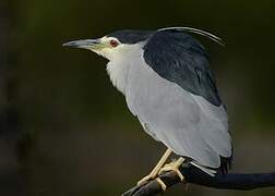 Black-crowned Night Heron