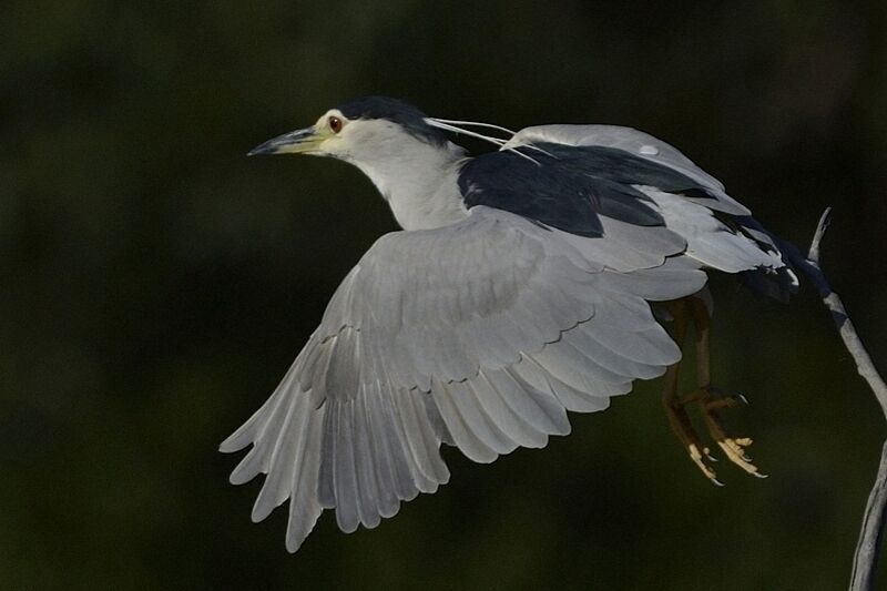 Black-crowned Night Heronadult breeding