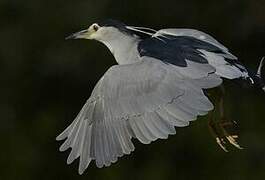 Black-crowned Night Heron