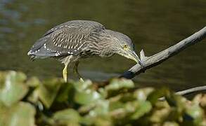 Black-crowned Night Heron