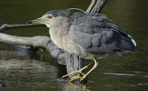 Black-crowned Night Heron