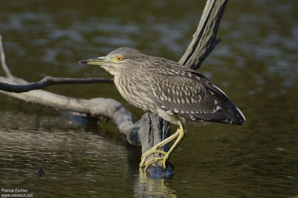 Black-crowned Night Heronjuvenile, identification