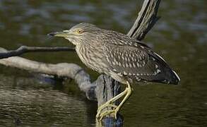 Black-crowned Night Heron