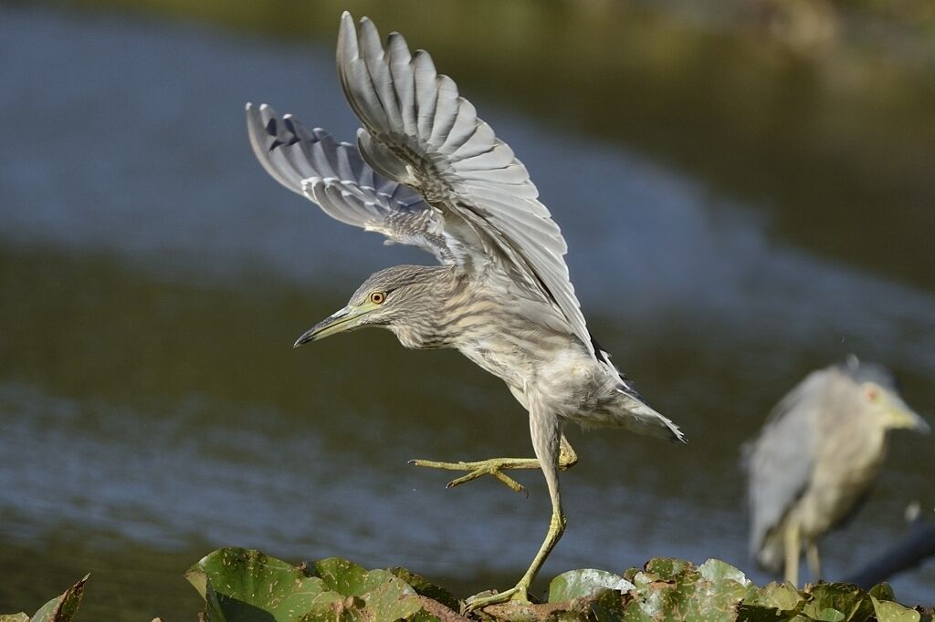 Black-crowned Night HeronFirst year, Flight