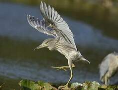 Black-crowned Night Heron