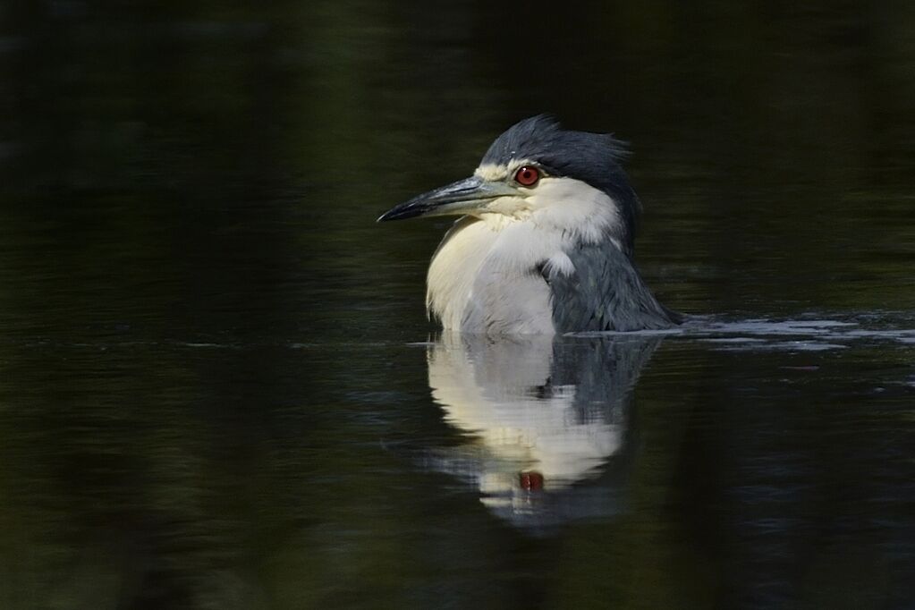 Black-crowned Night Heronadult, Behaviour