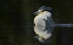 Black-crowned Night Heron