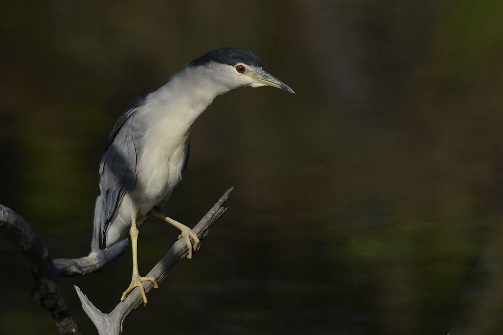 Black-crowned Night Heronadult post breeding, close-up portrait