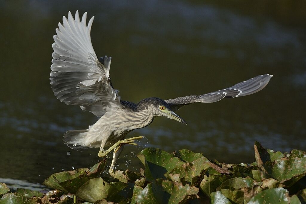 Black-crowned Night Heronimmature, Flight