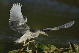 Black-crowned Night Heron