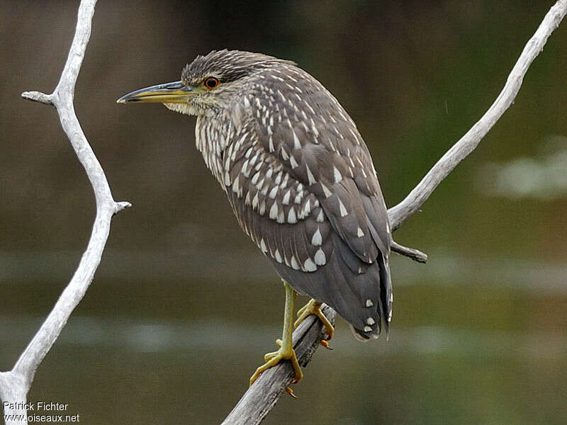 Black-crowned Night Heronjuvenile