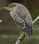 Black-crowned Night Heron