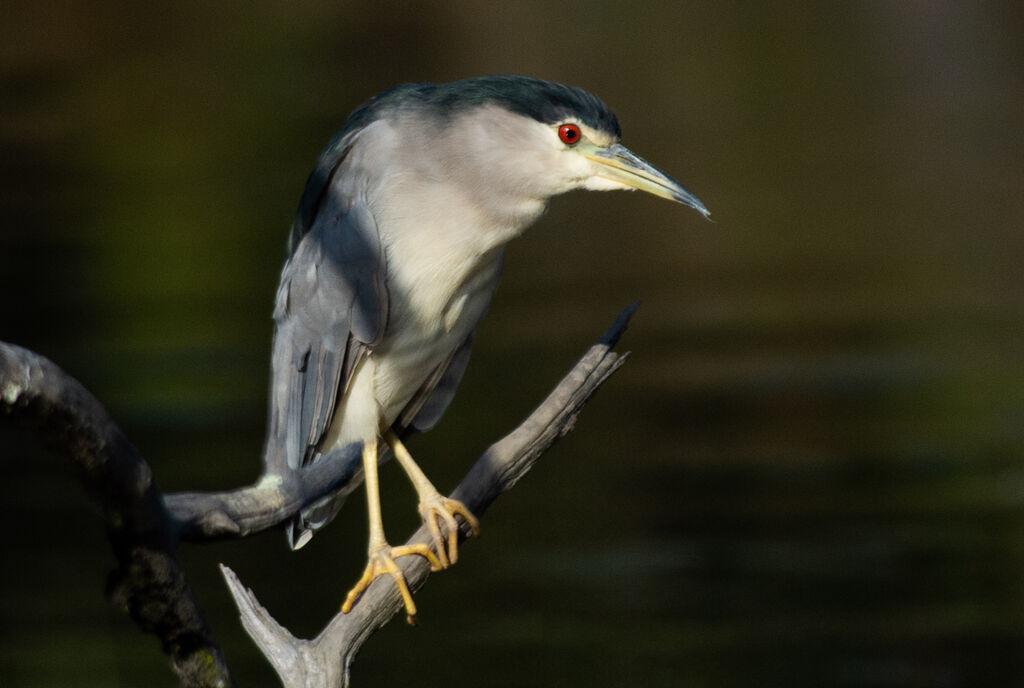 Black-crowned Night Heronadult, close-up portrait