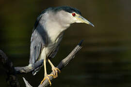 Black-crowned Night Heron