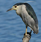 Black-crowned Night Heron