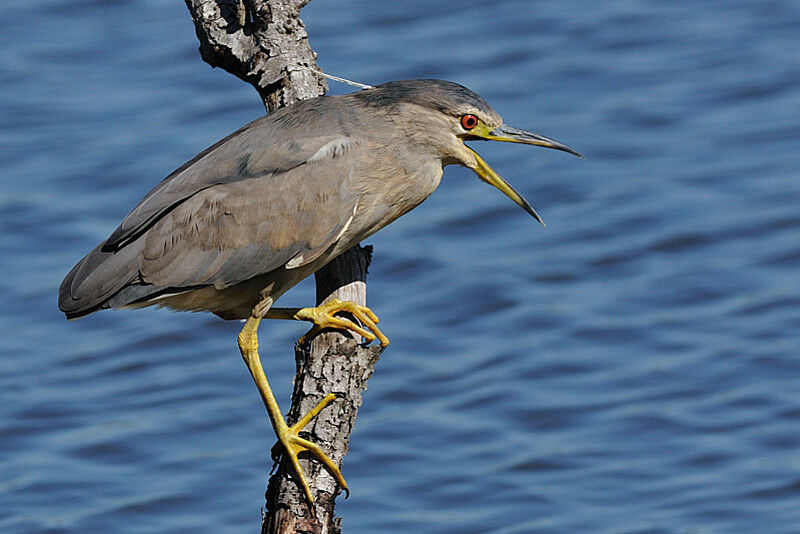 Black-crowned Night HeronFirst year