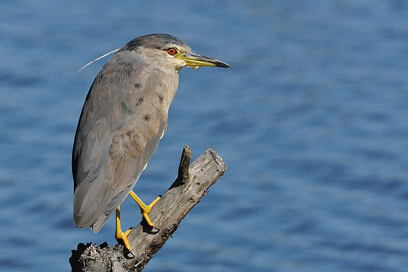 Black-crowned Night HeronFirst year