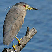 Black-crowned Night Heron