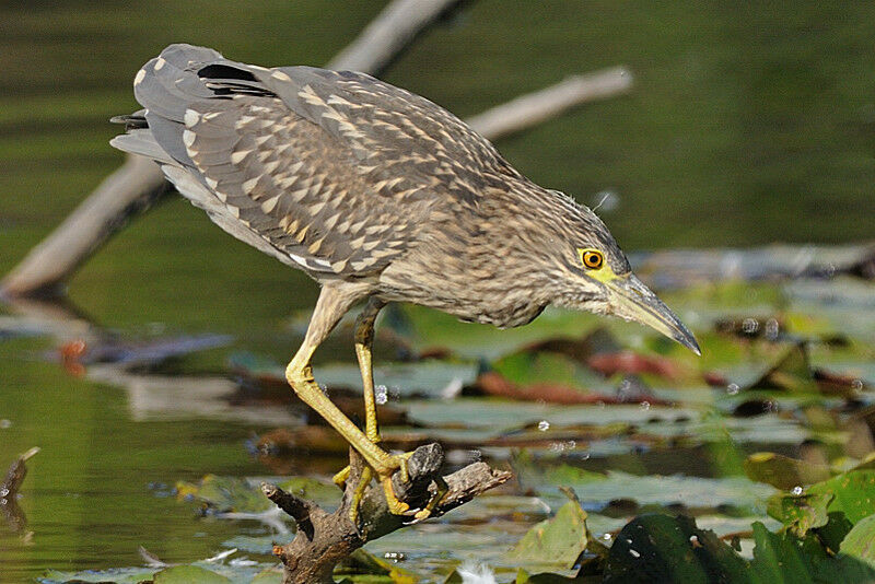 Black-crowned Night Heronjuvenile