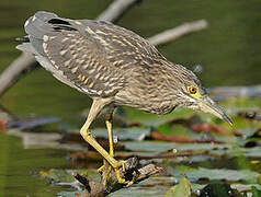 Black-crowned Night Heron