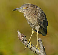 Black-crowned Night Heron