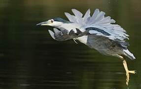 Black-crowned Night Heron