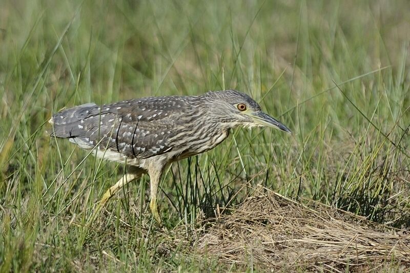 Black-crowned Night Heronimmature