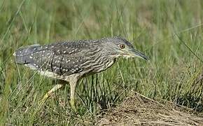 Black-crowned Night Heron