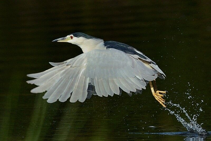 Black-crowned Night Heron