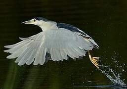 Black-crowned Night Heron