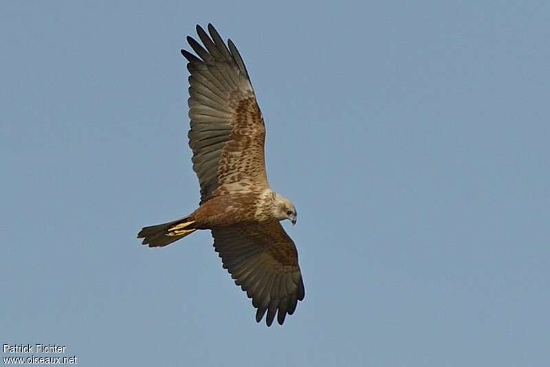 Western Marsh Harrier female adult, pigmentation, Flight