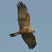 Western Marsh Harrier