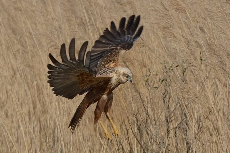 Western Marsh Harrier female adult