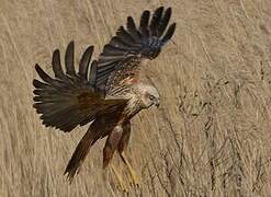 Western Marsh Harrier