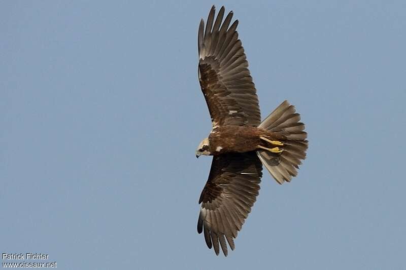 Western Marsh Harrier female adult, pigmentation, Flight