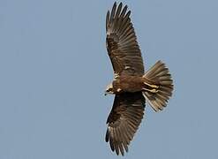 Western Marsh Harrier