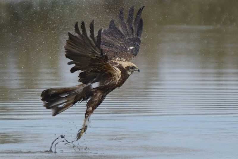 Western Marsh Harrieradult post breeding