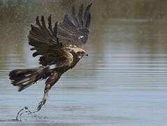 Western Marsh Harrier