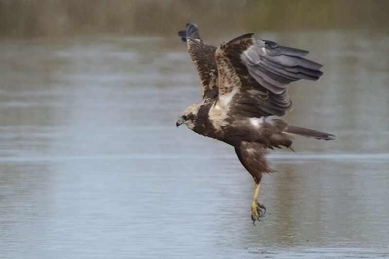 Western Marsh Harrieradult post breeding