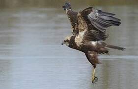 Western Marsh Harrier