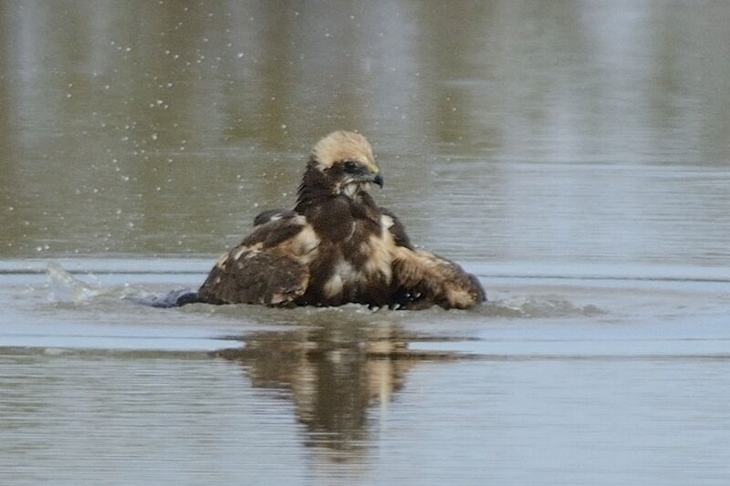 Western Marsh Harrieradult post breeding